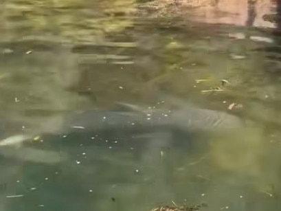 A large bull shark was spotted lurking in the shallows of Gymea Bay over the weekend. Picture: Shire Talk/Facebook.