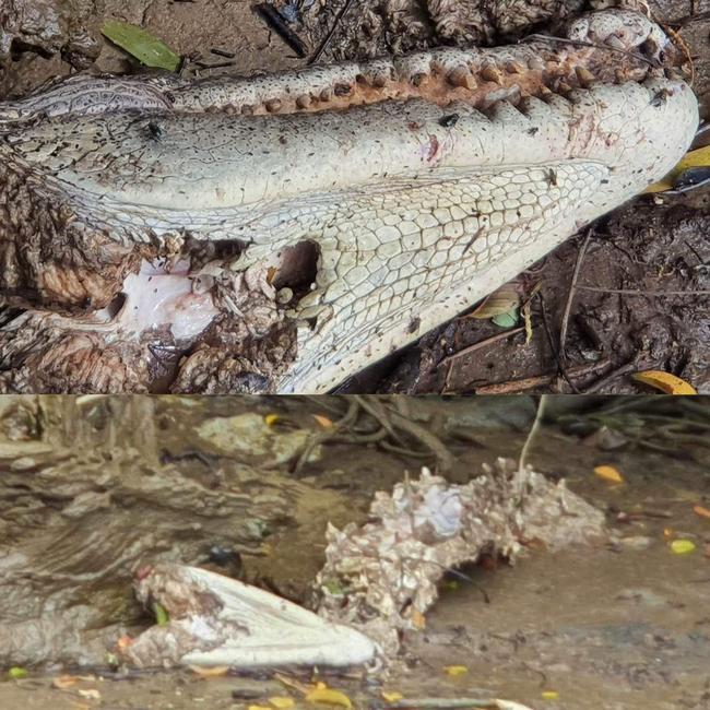 A $10,000 reward has been offered over the killing and dismembering of crocodiles in Far North Queensland.