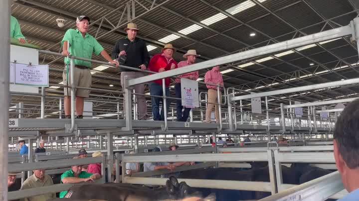 Ballarat CVLX joined females, cows and calves sale