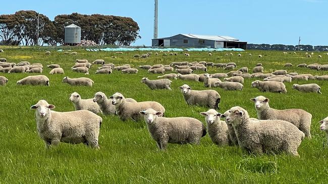 The Shippens have run some of the Woorndoo East aggregation to improved pastures for livestock pursuits this season.