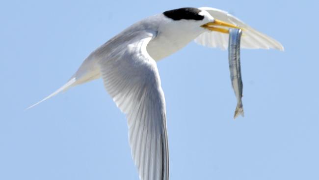 Fairy Terns are under threat on the Coorong. Picture: Kerris Berrington