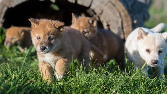 Dingo puppies at the Dingo Discovery Sanctuary and Research Centre in Toolern Vale. Picture: Jay Town