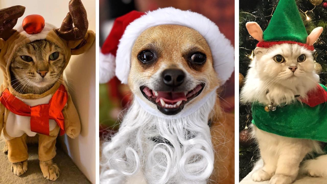 Brisbane’s best Christmas pet photos