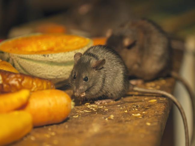 Rats eating in messy kitchen. iStock .