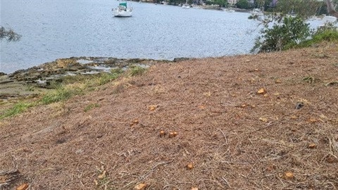 Hundreds of trees were knocked down. Picture: Lane Cove Council