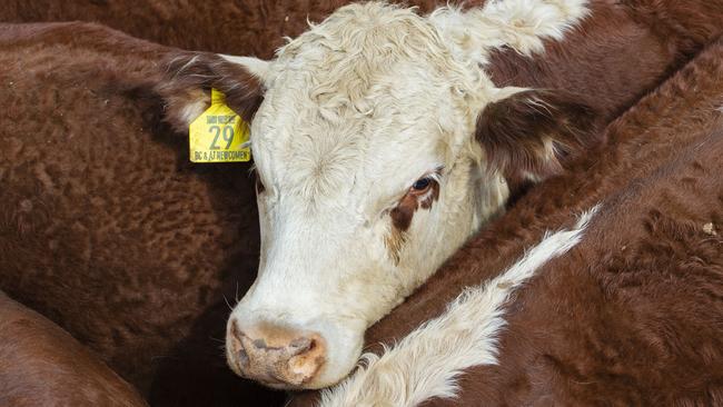 Cattle prices have surged to a new record high. Picture: Zoe Phillips