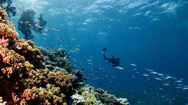 Diver encounters a turtle during the Great Reef Census at Milln Reef. PICTURE: BRAD FISHER