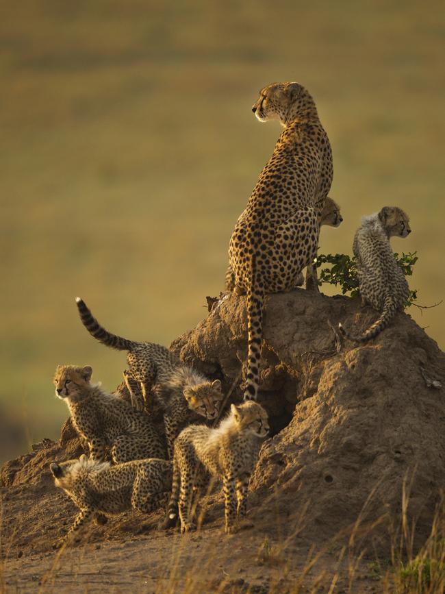 Dee Roelofsz’s image of a cheetah and cubs in the Rietvlei Nautyre Reserve, South Africa. Picture: Francesco Veronesi