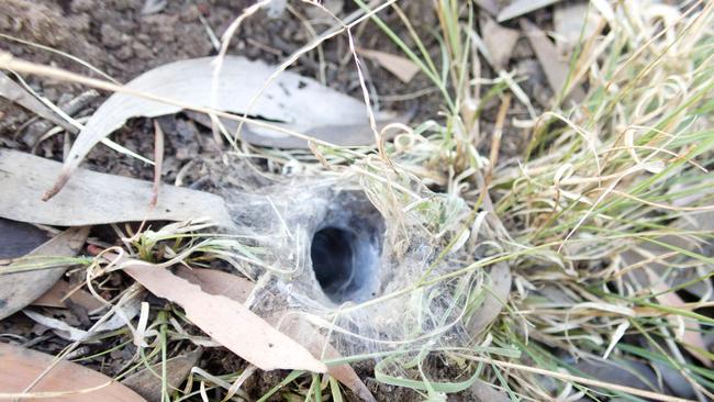 Forty new species of wishbone spiders were uncovered in Queensland. Picture: Queensland Museum