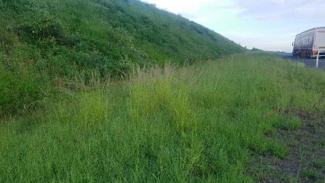 Giant Rats Tail Grass growing on the side of the Bruce Highway near Gympie.