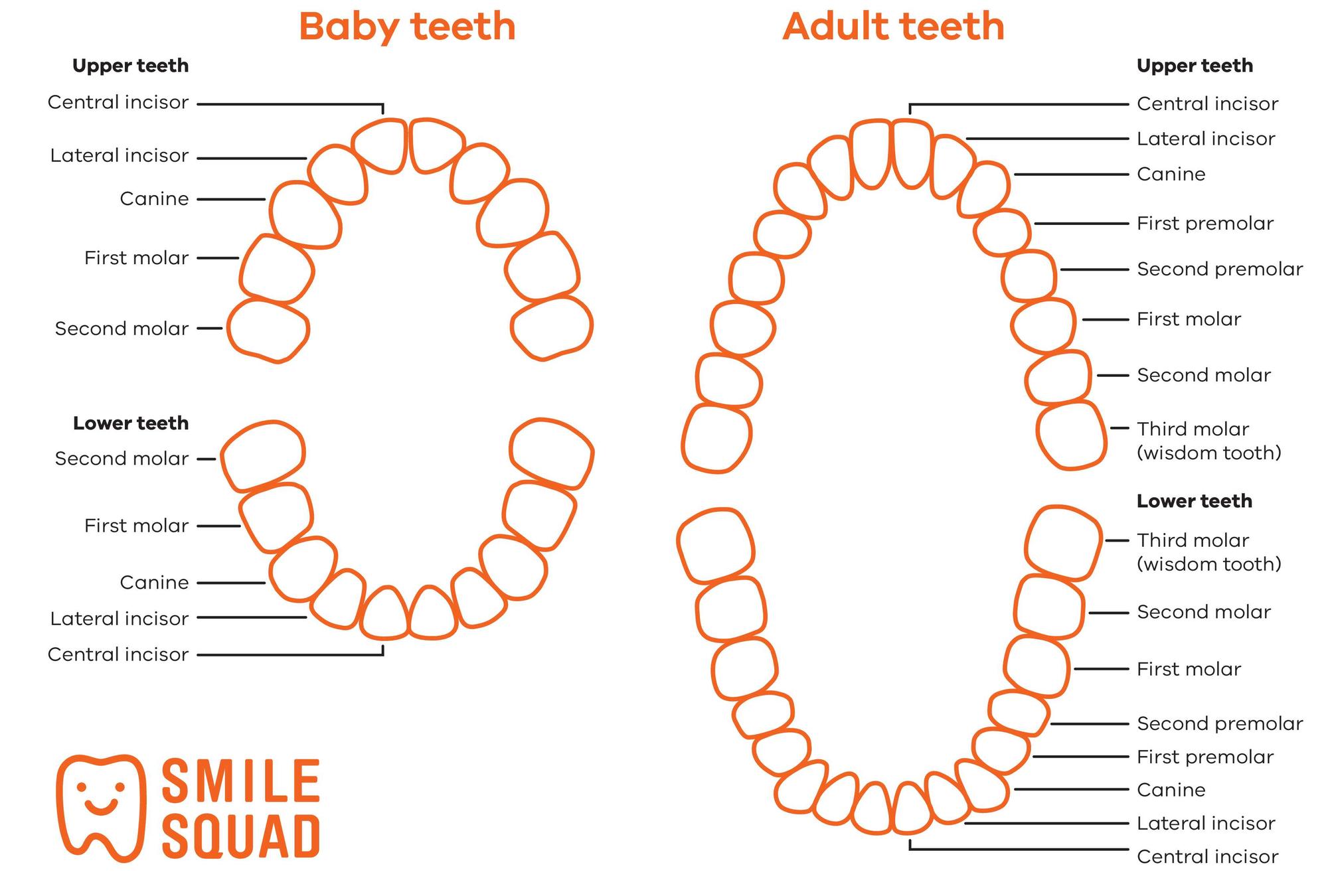 Baby and adult tooth chart.