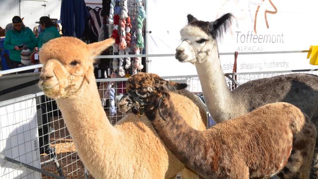 Alpacas Harlequin, Quetzalli and Kismi from Toffeemont Alpacas. Picture: Alison Foletta