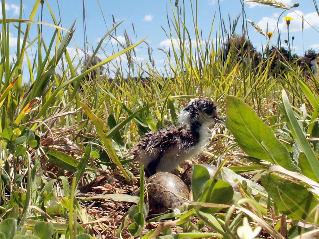 A native masked lapwing chick waiting for its sibling to hatch.