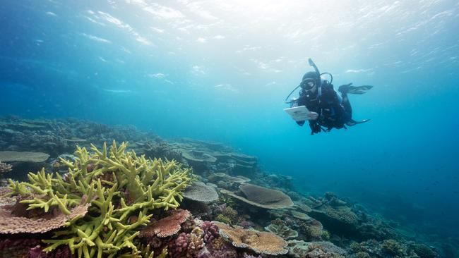 Actions can be taken on a local level to help the reef. Photo: Great Barrier Reef Marine Park Authority