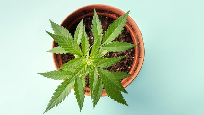 Both Canada and a number of US states have seen hundreds of millions in tax revenue since legalising cannabis in recent years. Picture: iStock