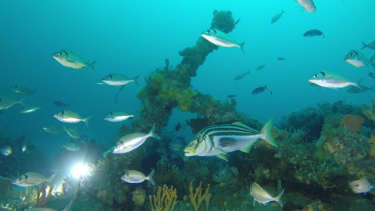 New pink handfish habitat discovered inside shipwreck | Herald Sun