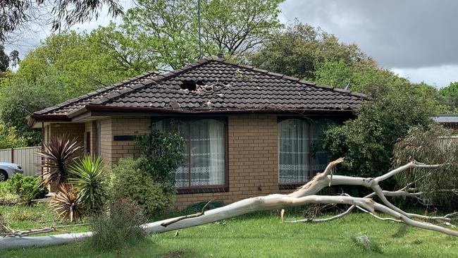 A gum puts a hole in the roof of a house on Downing Drive in Ballarat. Picture: Craig Hughes