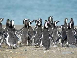 The penguins were a highlight during a trip to Valdes Peninsula in Argentina. Picture: Megan Sheehan