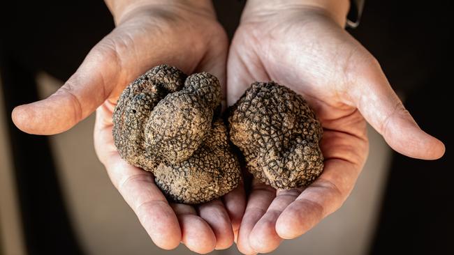 Black truffles. Picture: istock