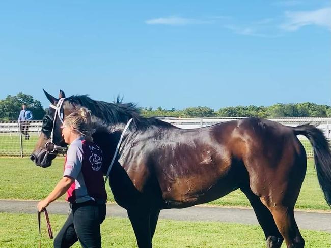 - Ballina Cup winning horse Penthurst. (Credit: Ballina Jockey Club)