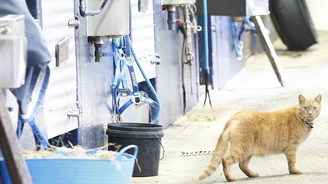 Trooper Ed become an internet sensation after a time lapse video showed him sleeping on hay bails in the feed shed as mice ran around. Picture: John Appleyard