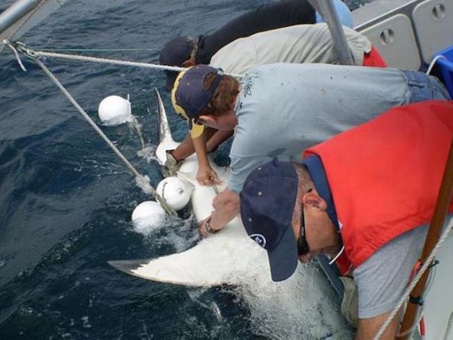 Barry Bruce and his team tag a white shark with an acoustic tagging device in the Port Stephens Region.