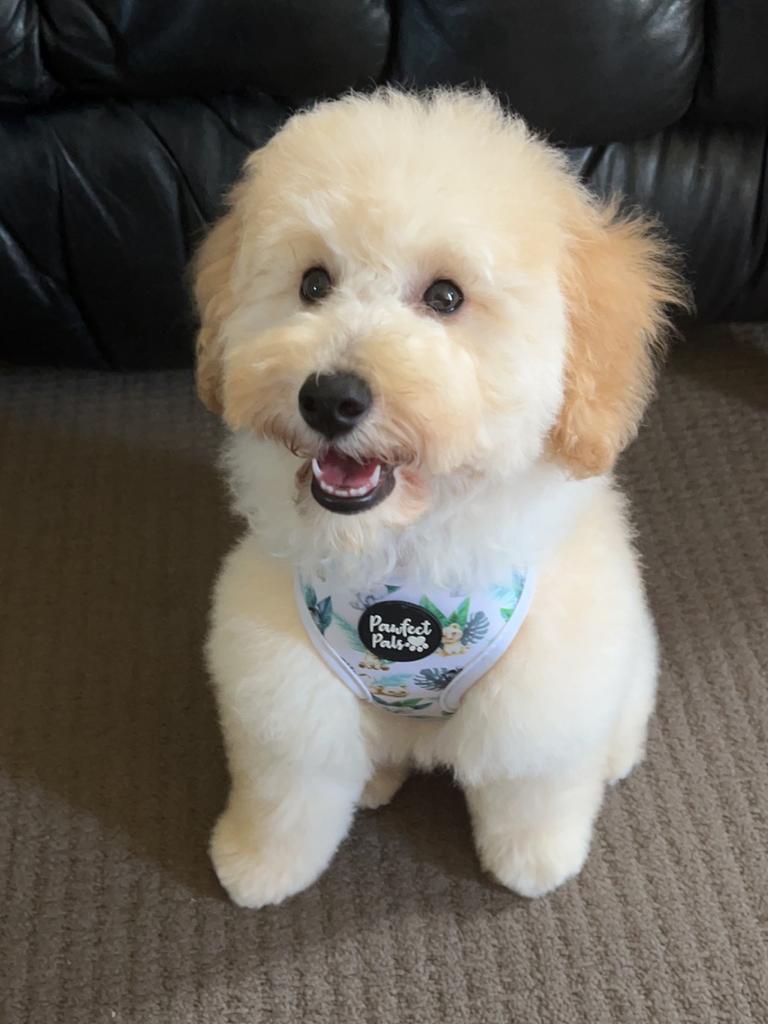 Echo Davey – Echo is my sons therapy dog, he is 5 months old, a miniature poodle! He loves playing tug a war and chasing my son!