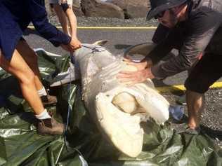 A dead dusky whaler shark hauled up the rocks on North Wall. Picture: Contributed