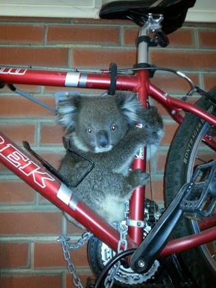 A young koala clings to a bike hanging in a Flagstaff Hill garage. Picture: Meredith Dabinet