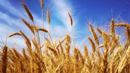 International wheat prices could hit US700 cents a bushel and stay there until the first quarter of next year. Picture: Zoe Phillips