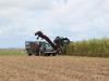 Future of agriculture jobs in Mackay not ‘hot, dirty’ work