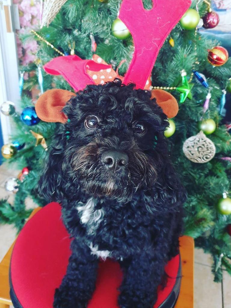 93 of your best festive pet pictures | Townsville Bulletin