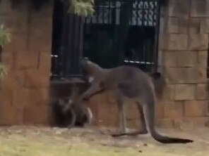 A Kangaroo has been seen attacking a Koala.