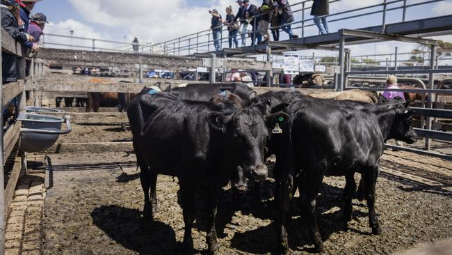 The cattle market is under pressure from a number of points.