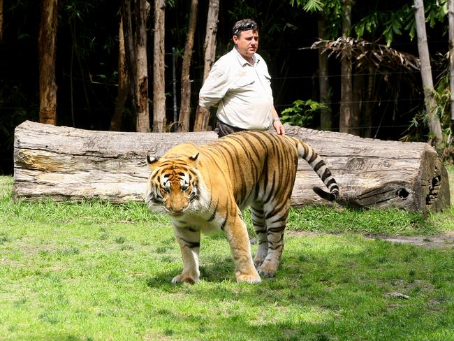 A handler at Dreamworld was bitten by a tiger on the calf last year. The Tiger, ‘Kato’, had bitten a handler before. Picture: Tim Marsden