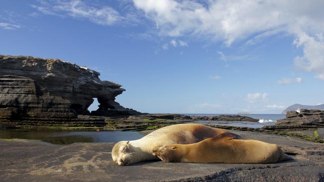 Sea lions basking in the sun on Santiago Island.