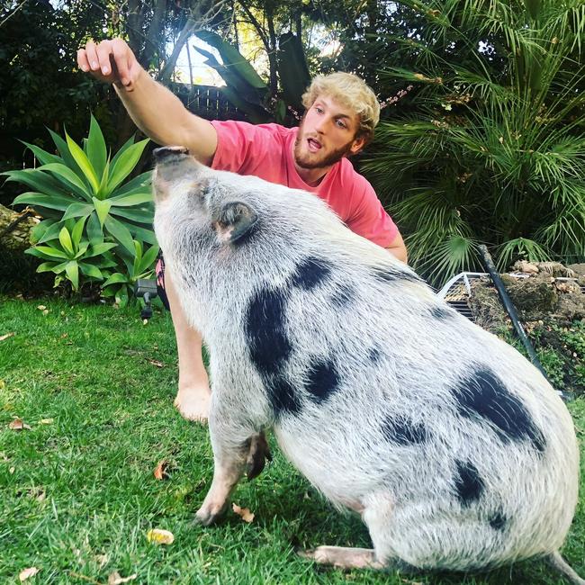 The YouTube star has shared videos and photos of his pet pig, also named Pearl. Picture: Twitter/LoganPaul