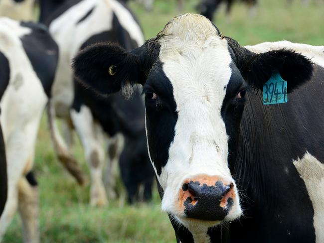 The Global Dairy Index has dropped to its lowest point since November 2020. Picture: Zoe Phillips