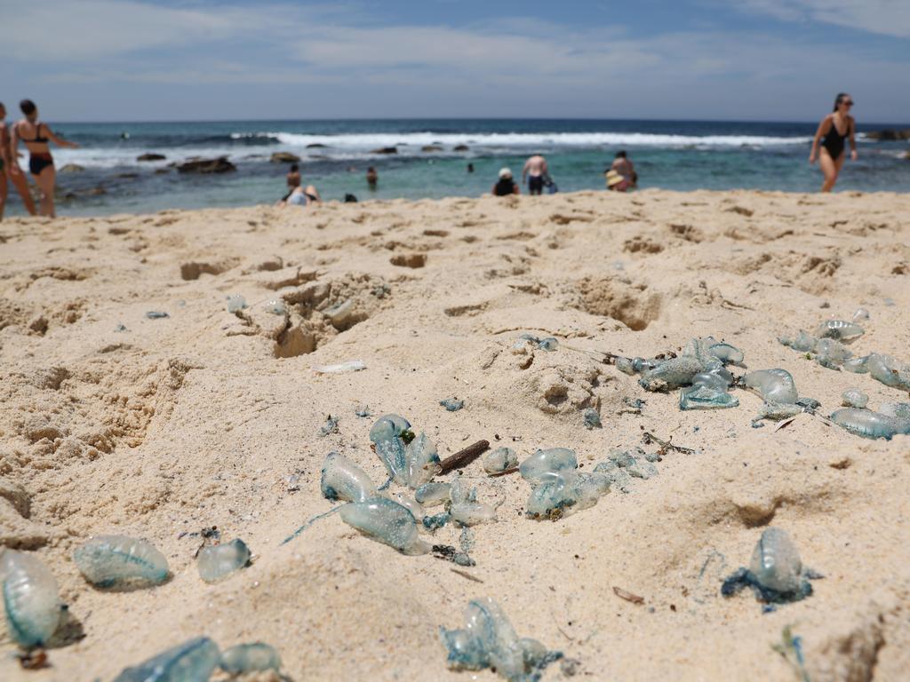 Blue Bottles at Bronte beach today. Picture: Rohan Kelly.