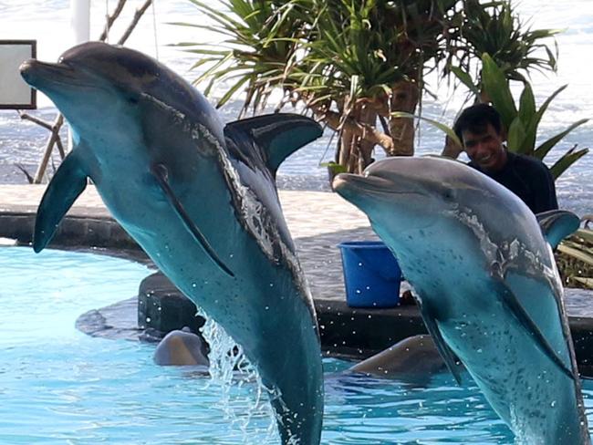 Four dolphins kept in a pool at the Wake Bali Dolphins in Keramas Beach, Gianyar, Bali