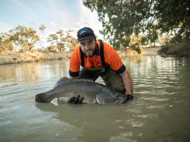 Fisheries worker Ryan Shoesmith removing a stunned fish to be relocated from the drought-stricken Menindee and Lower Darling region.