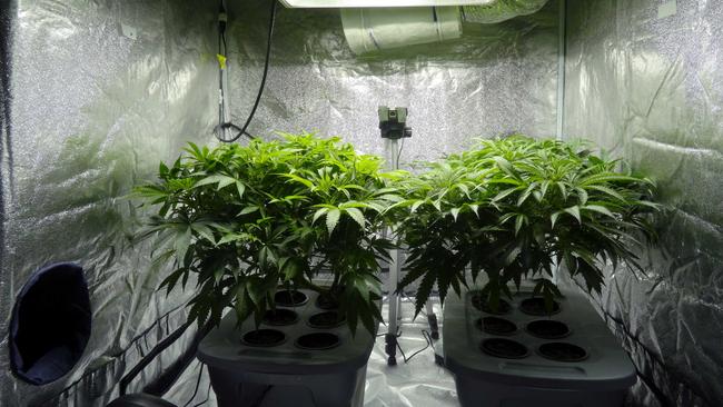 Police found a hydroponic cannabis set up in a search warrant at Hamlyn Terrace last December. File Photo.