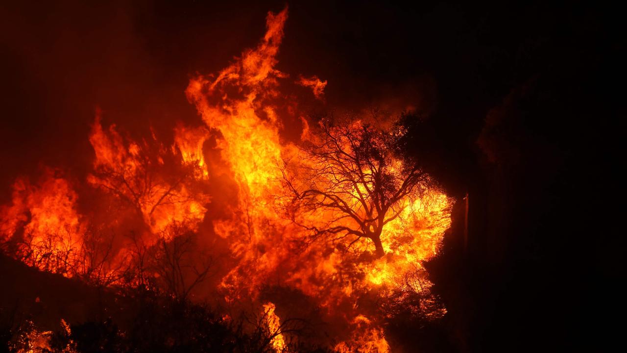 Flames from the wind-driven Palisades Fire engulf trees in the area. Picture: David Swanson / AFP