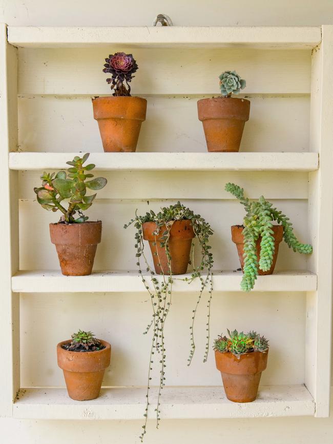 Boxed in: A shadow box is another way to display plants. Picture: Fawcett Media