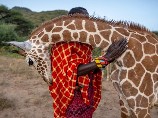 Photographer Ami Vitale’s submission, titled <i>Guardians of the Giraffes</i>, which won the Photo Story category in the competition. Picture: Ami Vitale/BigPicture Competition