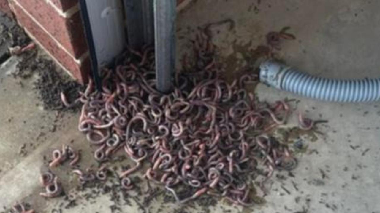 Worm army in woman's garage. Picture: Mums Who Clean/Facebook.