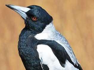 An aggressive magpie will be moved from Spinks Park, Lismore.