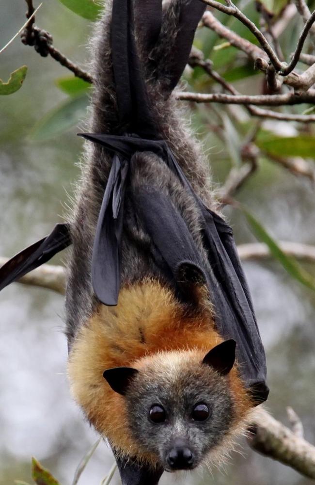 Queenslanders are being urged not to touch or handle bats that may have fallen from trees, even if they are injured, to avoid becoming infected with Australian bat lyssavirus. Photo: Tanya Fountain.