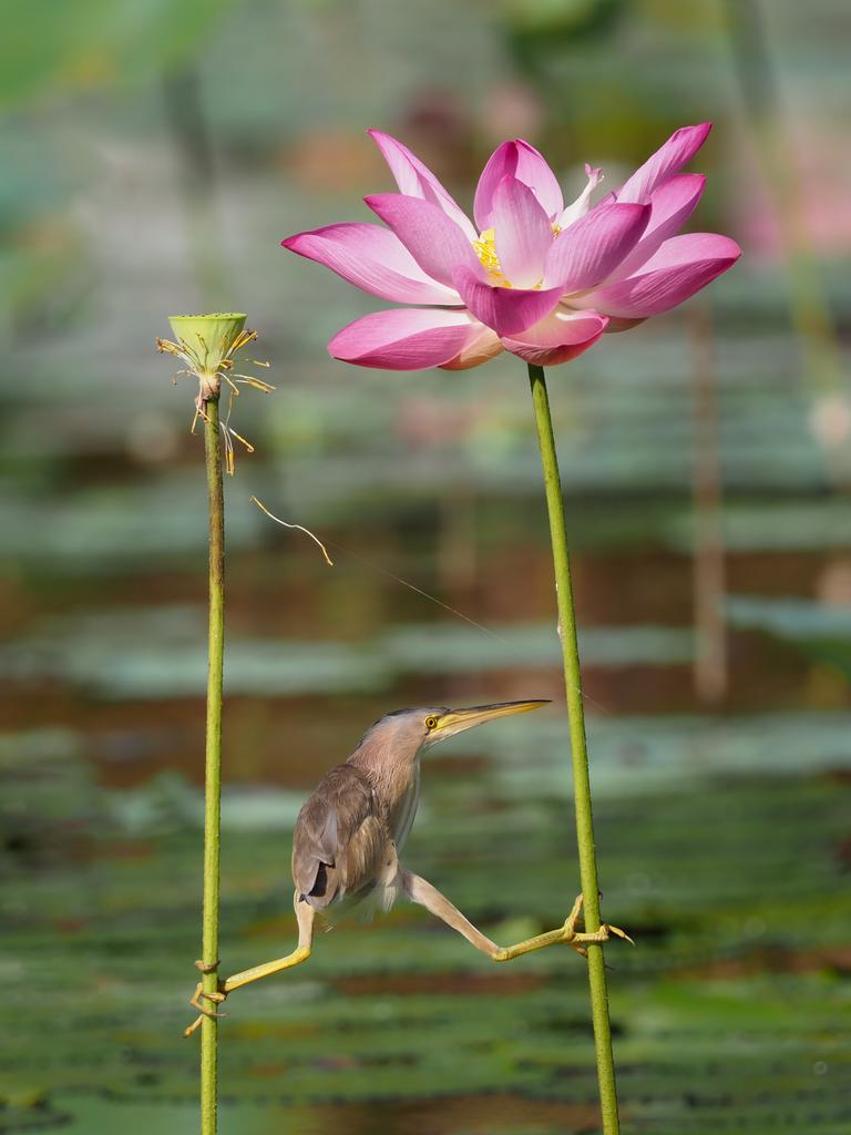 “Yoga Bittern: A Yellow Bittern was trying very hard to get into a comfortable hunting position. I got this shot when it was between 2 stalks of lotus flower.” Singapore. Picture: The Comedy Wildlife Photography Awards 2021/KT Wong