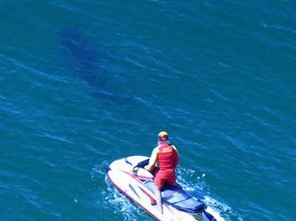 A 3.5m White shark at Lighthouse beach following an attack on the 26th of September. Spotted by Shark Smart.